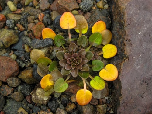 Cochlearia oblongifolia