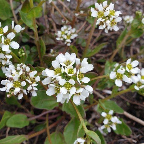 Cochlearia officinalis (Scurvy grass) — photo