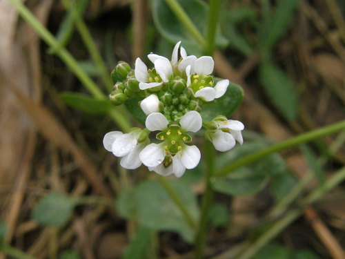 Cochlearia officinalis (Scurvy grass) — photo