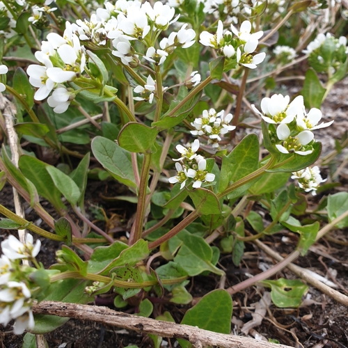 Cochlearia officinalis