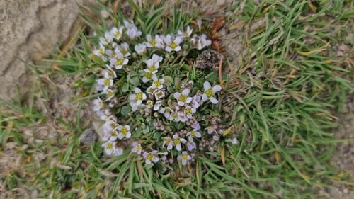 Cochlearia scotica (Northern Scurvy grass) — photo