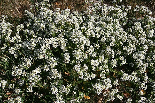 Cochlearia scotica (Northern Scurvy grass) — photo