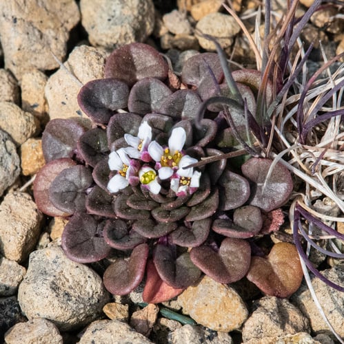 Cochlearia scotica