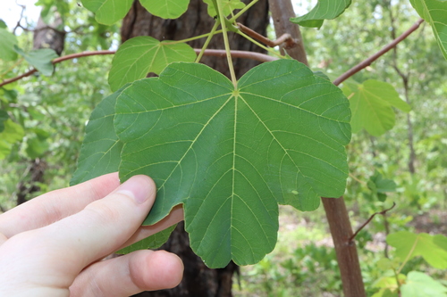 Cochlospermum fraseri (Kapok bush flowers) — photo