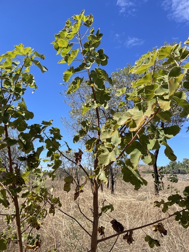 Cochlospermum fraseri (Kapok bush flowers) — photo