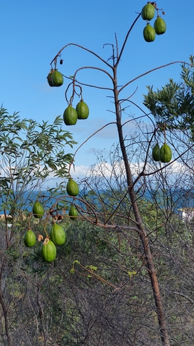 Cochlospermum gillivraei (Kapok bush) — photo