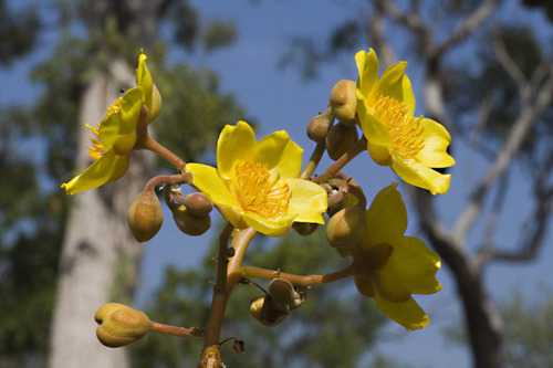Cochlospermum gillivraei