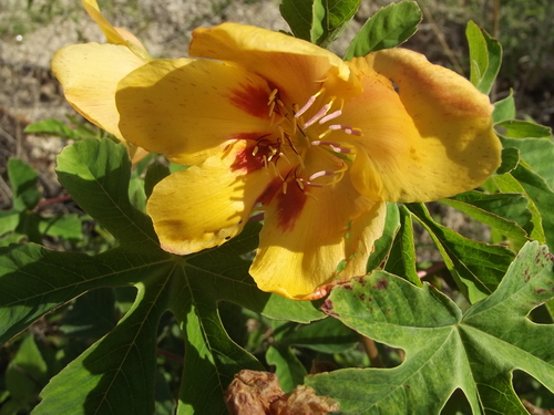 Cochlospermum gonzalezii — photo
