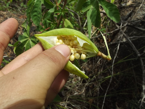 Cochlospermum gonzalezii — photo