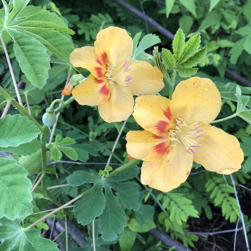 Cochlospermum gonzalezii