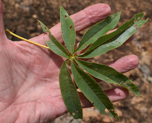 Cochlospermum gregorii (Kapok bush) — photo