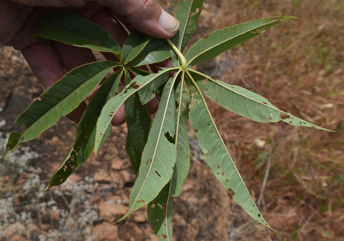 Cochlospermum gregorii (Kapok bush) — photo