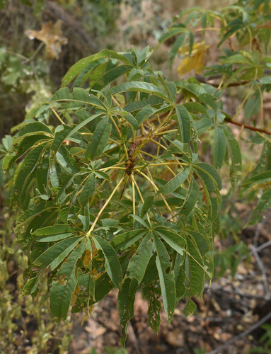 Cochlospermum gregorii
