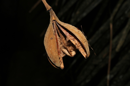 Cochlospermum orinocense — photo