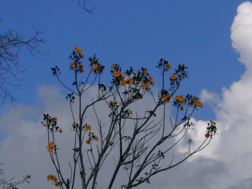 Cochlospermum orinocense — photo