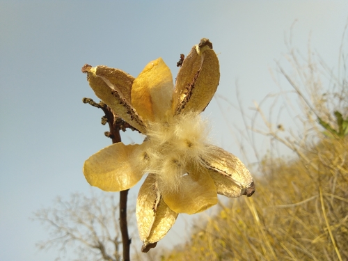 Cochlospermum planchonii — photo