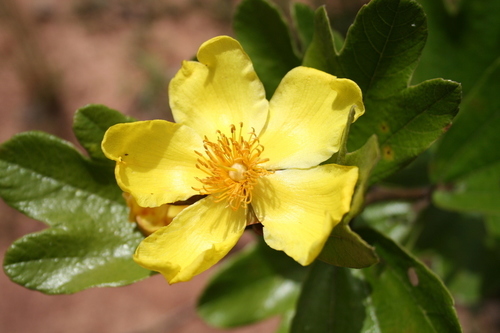 Cochlospermum planchonii
