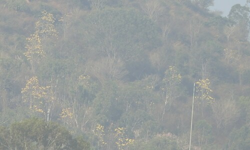 Cochlospermum religiosum (Yellow silk cotton tree) — photo