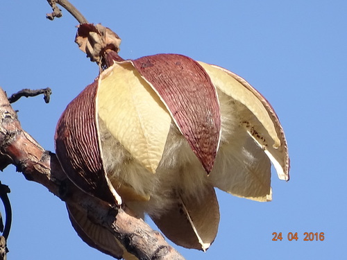 Cochlospermum religiosum (Yellow silk cotton tree) — photo