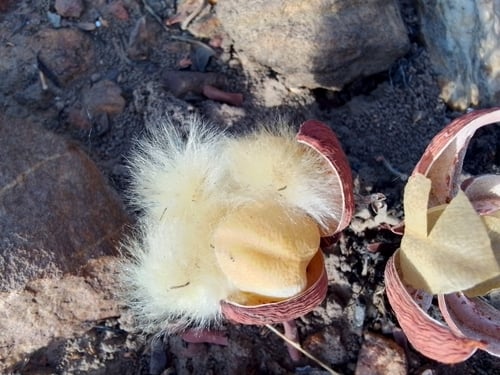 Cochlospermum tinctorium — photo