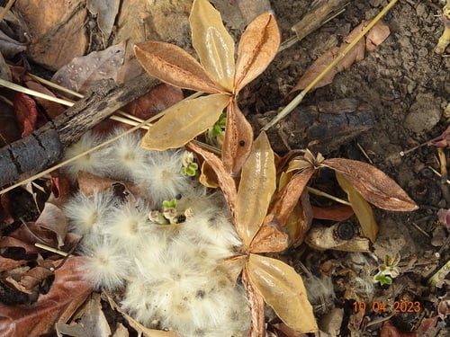 Cochlospermum tinctorium — photo