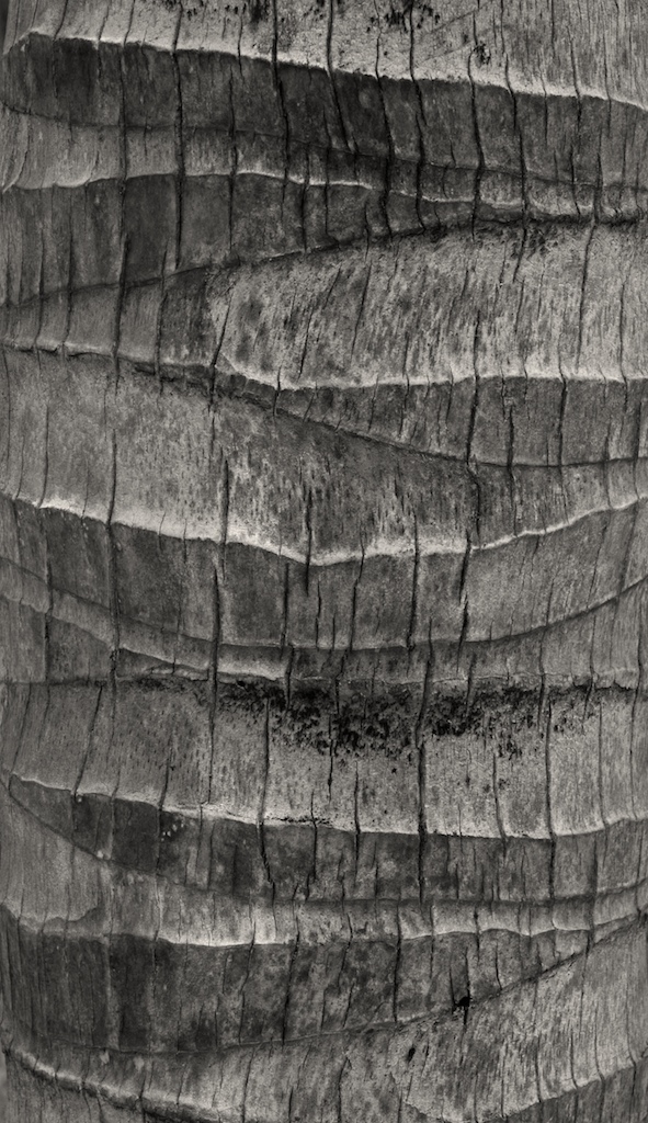 Cocos edulis — photo