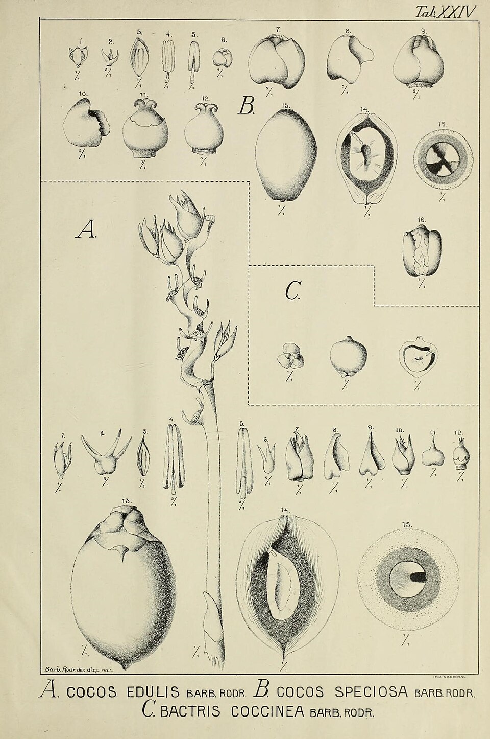 Cocos edulis
