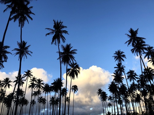 Cocos nucifera (Coconut) — photo
