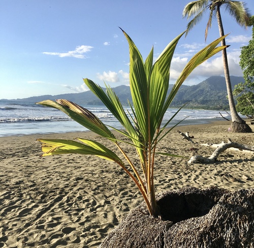 Cocos nucifera (Coconut) — photo