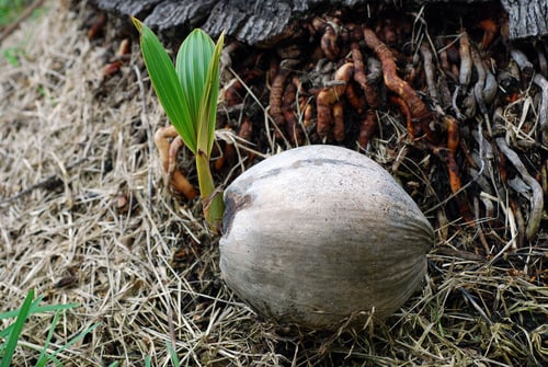 Coconut