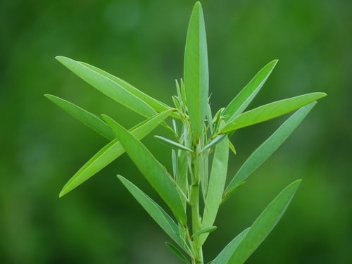 Codariocalyx motorius