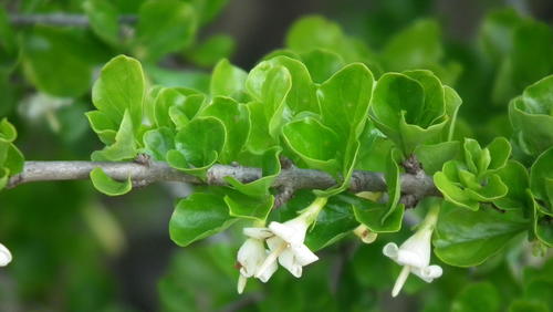 Coddia rudis (Small bone-apple) — photo
