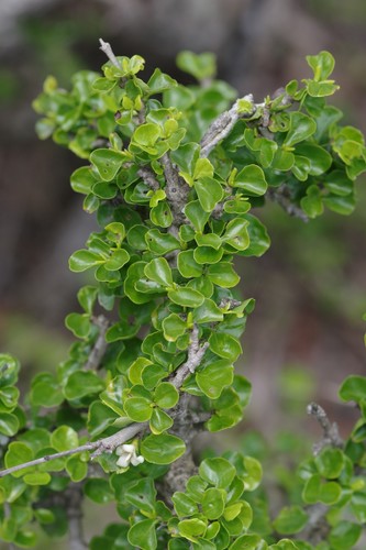 Coddia rudis (Small bone-apple) — photo