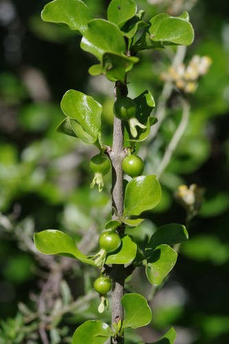 Coddia rudis