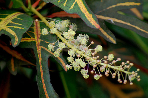 Codiaeum variegatum (Croton) — photo