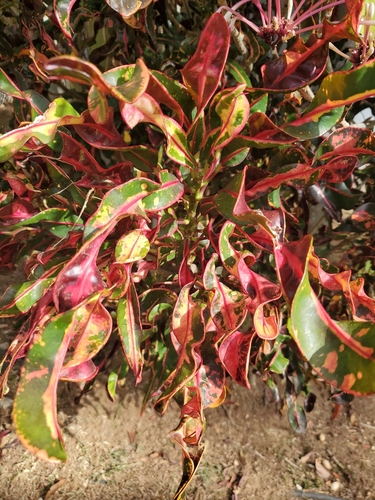 Codiaeum variegatum (Croton) — photo