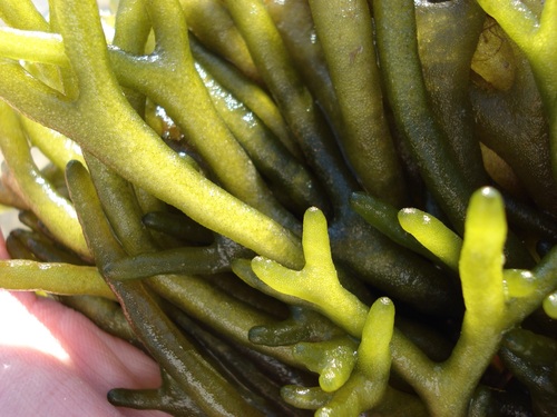 Codium decorticatum — photo