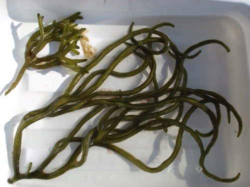 Codium decorticatum — photo