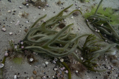 Codium decorticatum
