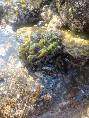 Codium edule — photo