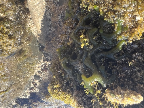 Codium edule — photo