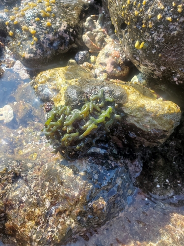 Codium edule