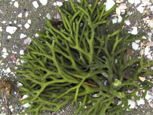 Codium fragile (Seaweed sponge weed) — photo