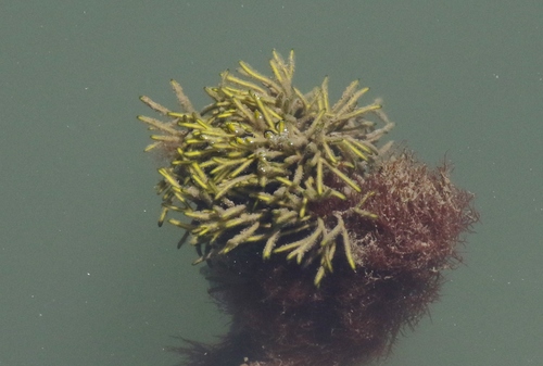 Codium fragile (Seaweed sponge weed) — photo