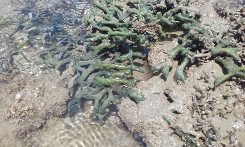 Codium geppiorum