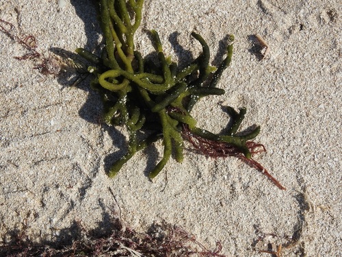 Codium isthmocladum — photo