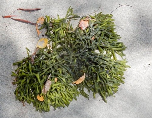 Codium isthmocladum — photo