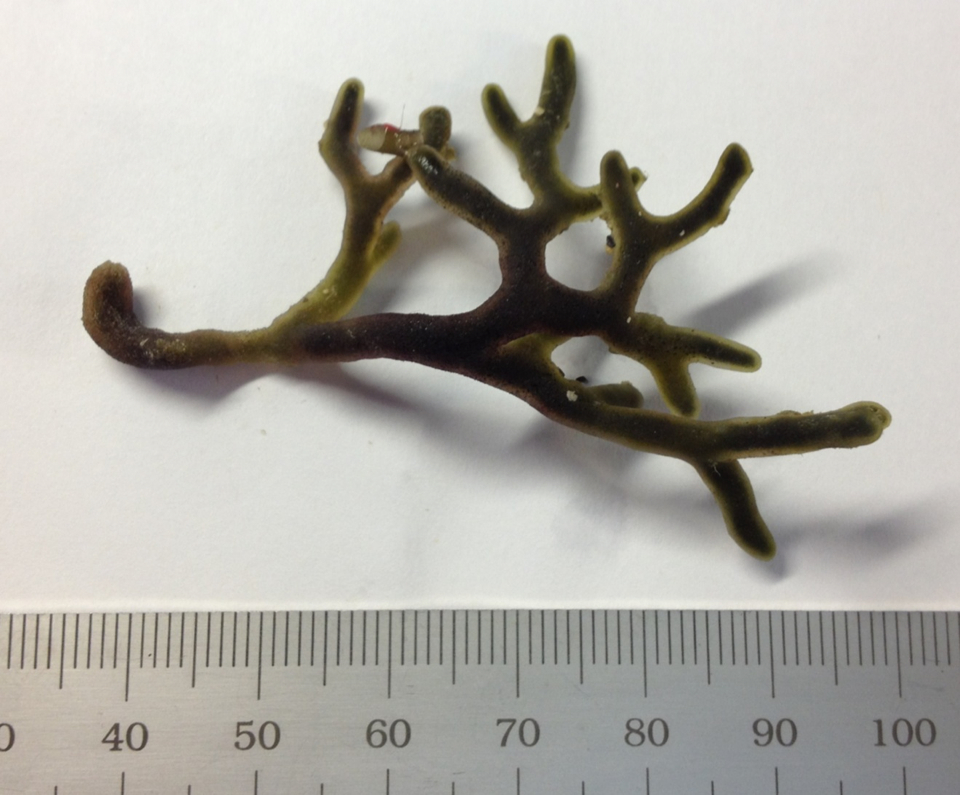 Codium reediae — photo