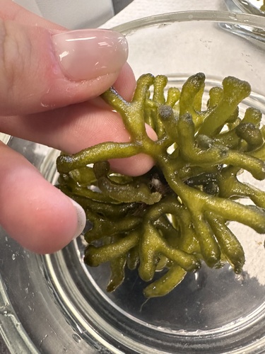 Codium taylorii — photo