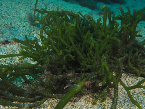 Codium taylorii